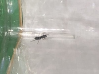 アリはどんな高いところから落としても死なないって本当ですか 落下速度 Yahoo 知恵袋