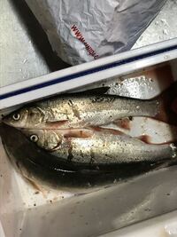 これはウグイでしょうか 海で釣りました Yahoo 知恵袋