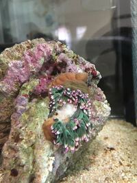 サンゴイソギンチャクへの餌やりについての質問です 購入したショップでは Yahoo 知恵袋