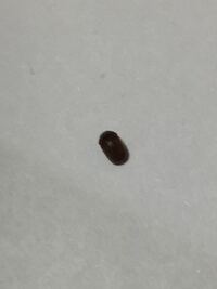 この虫はなんですか 虫の画像注意です 教えて 住まいの先生 Yahoo 不動産