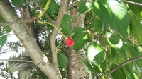 庭にある桜の木に 黒っぽい実がなっています この実は食べることができる Yahoo 知恵袋