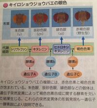 眼色について漢字の読み方を教えてください 朱色眼 しゅしきが Yahoo 知恵袋