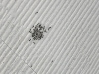 部屋に突然５ミリくらいの尺取り虫のような虫が大量発生しました 画質が悪い Yahoo 知恵袋