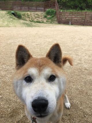 犬を太らせる方法を教えてください 獣医さんに 痩せすぎなので太らせてく Yahoo 知恵袋