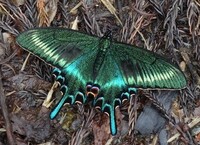 蝶の学名をカタカナで カラスアゲハ Papiliobiano Yahoo 知恵袋