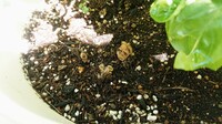 タコって人間 死体 を食べるって本当ですか タコの足を切ってて髪の毛みたい Yahoo 知恵袋