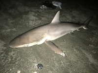 高知の砂浜でサメが釣れました 全長130cmメスでした 種類は何かわかります Yahoo 知恵袋