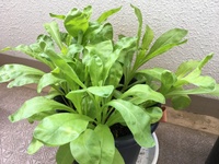 百日草を植えてます だいぶ花も終わったようで 葉も枯れてきました Yahoo 知恵袋