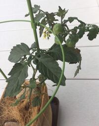 トマトを液肥だけで育てるのは無理でしょうか 液肥だけで育てればとても美 Yahoo 知恵袋