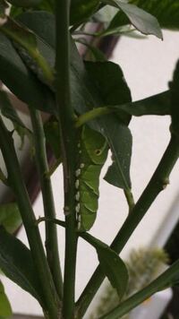 アゲハチョウの幼虫ですか 何アゲハでしょうか レモンの木にい Yahoo 知恵袋