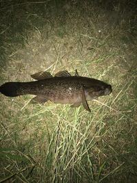 荒川で釣れたのですがなんて言う魚かわかる方 教えてください Yahoo 知恵袋