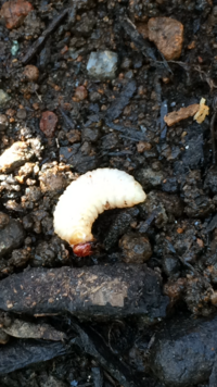 自宅の庭のオリーブの幹の根元が腐ってるような感じで 指でほじくって Yahoo 知恵袋