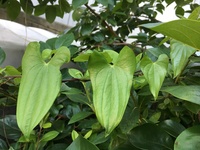 この葉は自然薯でしょうか 庭の柿の木に蔓を這わせて毎年むかごか取れています Yahoo 知恵袋
