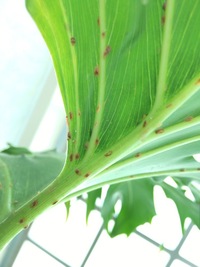 観葉植物に茶色いブツブツができはじめましたトックリランです病気ですか Yahoo 知恵袋