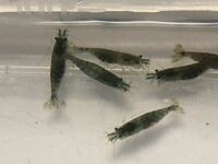 このエビの種類を教えてください 今日 静岡県の田んぼ横の用水 Yahoo 知恵袋