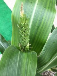 プランターでとうもろこしを育てていましす 受粉の仕方がわかりません今は上 Yahoo 知恵袋