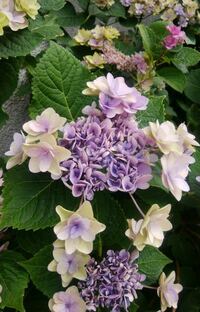 紫陽花を敷地に植えようと考えています しかし 祖父が紫陽花は縁起 Yahoo 知恵袋