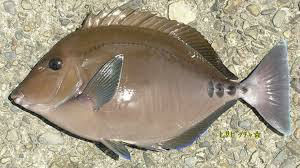 この魚は 不味いのですか ニザダイですね1番不味い魚の総選挙をするなら Yahoo 知恵袋