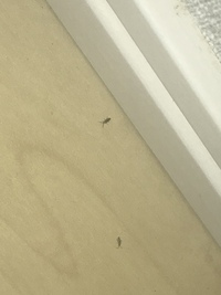 家の中の古本や紙の隙間にいる白い小さな虫は何ていう虫ですか 白褐色で Yahoo 知恵袋
