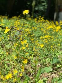 黄色い小さな花が咲く雑草 が 急に今年から沢山家の周りに咲くように Yahoo 知恵袋