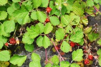 これは野イチゴの仲間でしょうか 教えてください 食べても良い種類でしょうか Yahoo 知恵袋