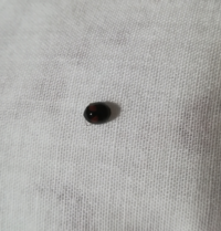 この小さい丸い虫は何でしょうか 掛け布団の上に居ました てんとう虫かと Yahoo 知恵袋