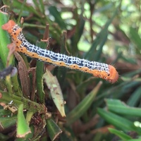 写真の芋虫 毛虫 は将来どんな昆虫になるのでしょうか 撮影地は沖縄の離島です Yahoo 知恵袋