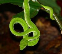 蛇の名前が知りたいです 子供のころ木の枝のところでよく見かけた 綺 Yahoo 知恵袋