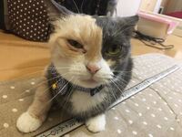 猫の涙の色の質問です 家で飼ってる猫の涙の色が赤いんですが 普通 Yahoo 知恵袋