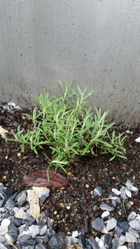 水はけの悪いとこでも育つ花の咲く植物ありますか 庭が粘土質 Yahoo 知恵袋