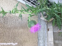 この毒がありそうな花はなんですか アザミではないでしょうか Http Yahoo 知恵袋