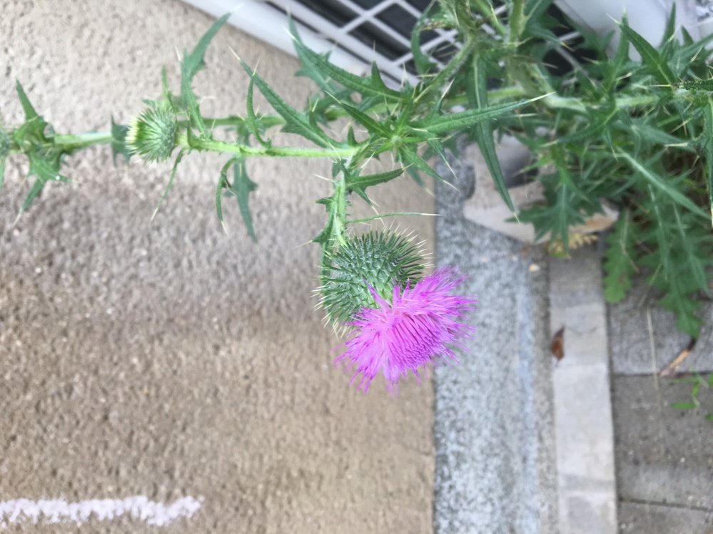 この毒がありそうな花はなんですか アザミではないでしょうか Http Yahoo 知恵袋