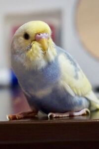 セキセイインコの色の名前を教えてください 生後2ヶ月ちょっと Yahoo 知恵袋