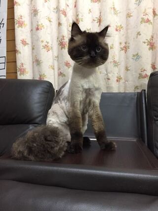 長毛の飼い猫にサマーカットをしたら 同居猫達 カットした猫の嫁と娘 から威嚇 Yahoo 知恵袋