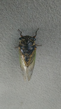 今日四国高松で クマゼミメスを発見して捕獲しましたが 本来7月位に出てくるは Yahoo 知恵袋