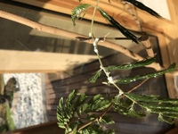 エバーグリーンと言う名前で売られていた観葉植物です 幹や葉に白い泡 Yahoo 知恵袋