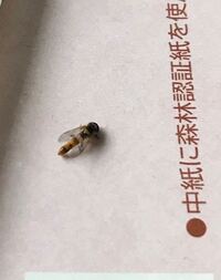 ここ数日ベランダに黒と黄色 オレンジ の縞模様の虫が出現します W Yahoo 知恵袋