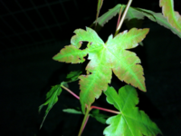 ガーデニング初心者です もみじは虫がつきやすいと聞きました 旦 Yahoo 知恵袋