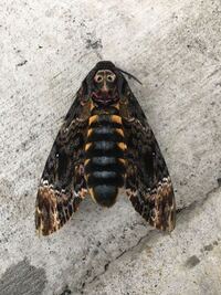 白くて大きい きれいな蛾の名前 昔 白くて大きい蛾を一度見た Yahoo 知恵袋