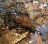 ザリガニは水の外ではどれくらい生きていられるのでしょうか よ Yahoo 知恵袋