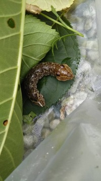 アスターの花にいる虫ですが 害虫 益虫 ウリハムシで害虫です Yahoo 知恵袋