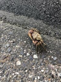 沢ガニを飼いたいのですが 水の量はどのくらいがいいですか また エサは何をあげ Yahoo 知恵袋