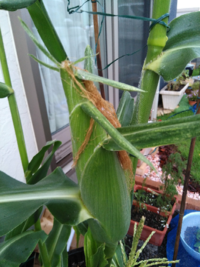 トウモロコシを収穫した後の茎はどう処理するんでしょうか 皆さ Yahoo 知恵袋