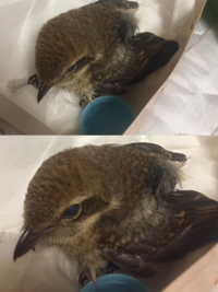 ケケケケケ キャキャキャキャキャ と鳴く鳥の名前を教えてくだ Yahoo 知恵袋