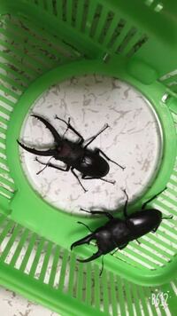 クワガタはトマトを食べますか 食べると思うけど水分が多 Yahoo 知恵袋