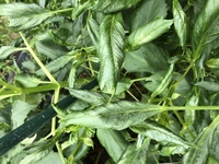 畑に植えているダリアの葉っぱが 筒のように丸まってしまいます これ Yahoo 知恵袋