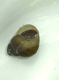 タニシの繁殖と死ぬづらさについてです 今年 ヒメタニシの稚貝が結構生まれたの Yahoo 知恵袋