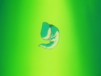 ドラゴンボール初心者です ヤコンの名前の由来は何ですか 教 Yahoo 知恵袋