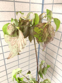 ハナミズキの苗を購入したのですが 一番上の葉の色が悪いです これは Yahoo 知恵袋