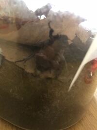 今日 羽化したカブトムシが地表にでてきたんですけど 尻から白い液体をだ Yahoo 知恵袋